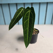 Load image into Gallery viewer, #D922 Anthurium Warocqueanum
