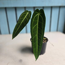 Load image into Gallery viewer, #D922 Anthurium Warocqueanum