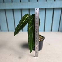 Load image into Gallery viewer, #D922 Anthurium Warocqueanum