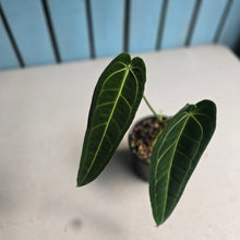 Load image into Gallery viewer, #D922 Anthurium Warocqueanum