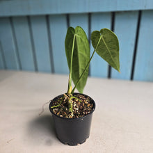 Load image into Gallery viewer, #D922 Anthurium Warocqueanum
