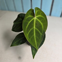 Load image into Gallery viewer, #D15 Anthurium Magnificum x Black Panther