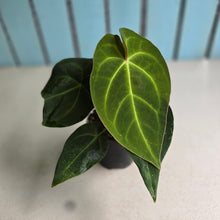 Load image into Gallery viewer, #D15 Anthurium Magnificum x Black Panther