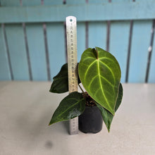 Load image into Gallery viewer, #D15 Anthurium Magnificum x Black Panther