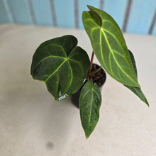 Load image into Gallery viewer, #D15 Anthurium Magnificum x Black Panther
