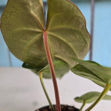 Load image into Gallery viewer, #D15 Anthurium Magnificum x Black Panther
