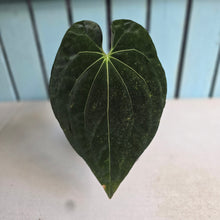 Load image into Gallery viewer, #RA7 Anthurium NOID