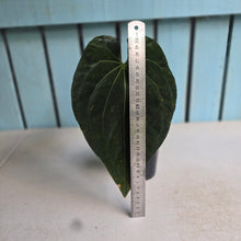 Load image into Gallery viewer, #RA7 Anthurium NOID