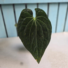 Load image into Gallery viewer, #RA7 Anthurium NOID