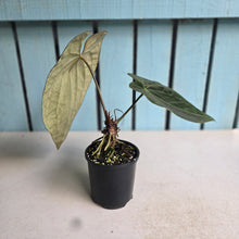 Load image into Gallery viewer, #RA7 Anthurium NOID