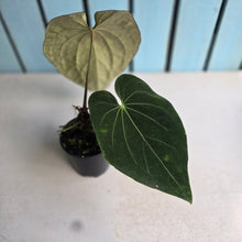 Load image into Gallery viewer, #RA7 Anthurium NOID