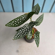 Load image into Gallery viewer, #B51 Begonia White Ice