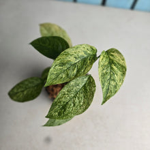 Load image into Gallery viewer, #710 Mint Variegated Monstera Laniata