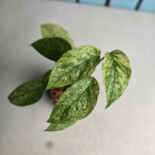 Load image into Gallery viewer, #710 Mint Variegated Monstera Laniata