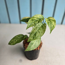 Load image into Gallery viewer, #710 Mint Variegated Monstera Laniata