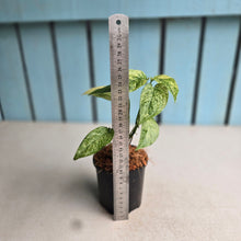 Load image into Gallery viewer, #710 Mint Variegated Monstera Laniata