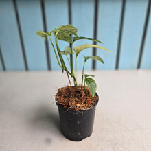 Load image into Gallery viewer, #710 Mint Variegated Monstera Laniata