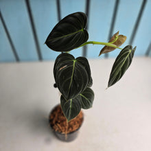 Load image into Gallery viewer, #J781 Philodendron Melanochrysum