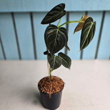 Load image into Gallery viewer, #J781 Philodendron Melanochrysum