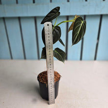 Load image into Gallery viewer, #J781 Philodendron Melanochrysum