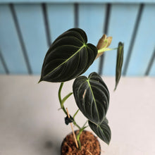 Load image into Gallery viewer, #J781 Philodendron Melanochrysum