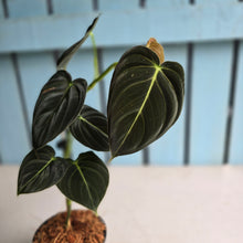 Load image into Gallery viewer, #J781 Philodendron Melanochrysum
