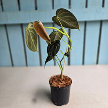 Load image into Gallery viewer, #J781 Philodendron Melanochrysum