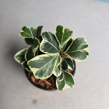 Load image into Gallery viewer, #J5 Ficus Triangularis Albo