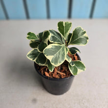 Load image into Gallery viewer, #J5 Ficus Triangularis Albo