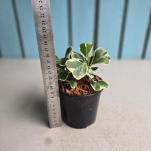 Load image into Gallery viewer, #J5 Ficus Triangularis Albo