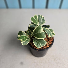 Load image into Gallery viewer, #J5 Ficus Triangularis Albo