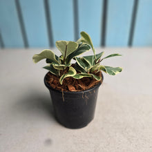 Load image into Gallery viewer, #J5 Ficus Triangularis Albo