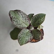 Load image into Gallery viewer, #40 Episcia