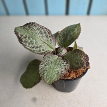 Load image into Gallery viewer, #40 Episcia