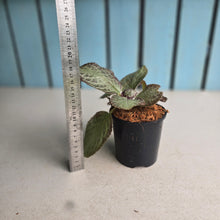 Load image into Gallery viewer, #40 Episcia
