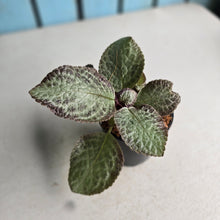 Load image into Gallery viewer, #40 Episcia