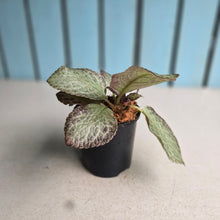 Load image into Gallery viewer, #40 Episcia
