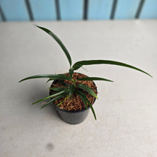 Load image into Gallery viewer, #W51 Philodendron Chinchamayense