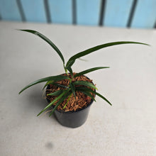 Load image into Gallery viewer, #W51 Philodendron Chinchamayense