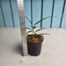 Load image into Gallery viewer, #W51 Philodendron Chinchamayense