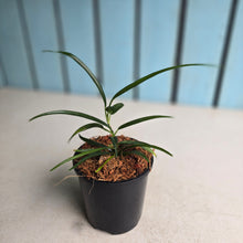 Load image into Gallery viewer, #W51 Philodendron Chinchamayense
