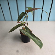 Load image into Gallery viewer, #W75 Philodendron Atabapoense Silver