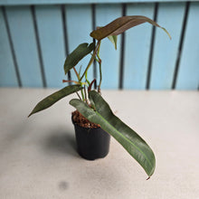 Load image into Gallery viewer, #W75 Philodendron Atabapoense Silver