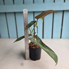 Load image into Gallery viewer, #W75 Philodendron Atabapoense Silver