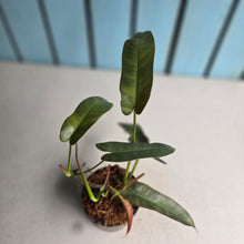 Load image into Gallery viewer, #W75 Philodendron Atabapoense Silver