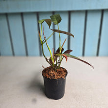 Load image into Gallery viewer, #W75 Philodendron Atabapoense Silver
