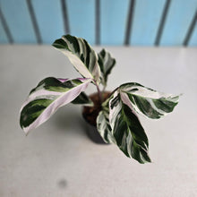 Load image into Gallery viewer, #B97 Calathea White Fusion
