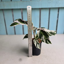 Load image into Gallery viewer, #B97 Calathea White Fusion