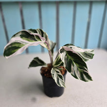 Load image into Gallery viewer, #B97 Calathea White Fusion