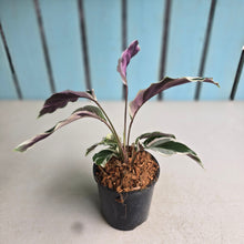 Load image into Gallery viewer, #B97 Calathea White Fusion